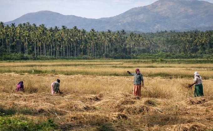 Farmers harvesting rain-fed paddy